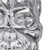 Deco lebka Strieborná nástenná plastika 42x30 cm s niklovou povrchovou úpravou Hliník WOMO Design